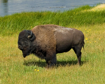 wyoming yellowstone bison