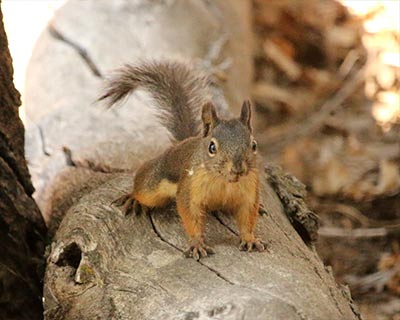 yosemite douglas squirrel