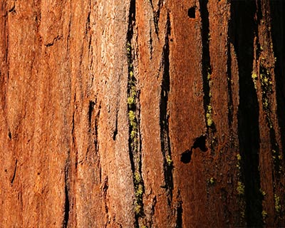 yosemite bark giant sequoia