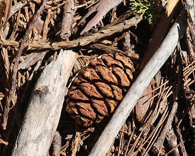 yosemite giant sequoia cone