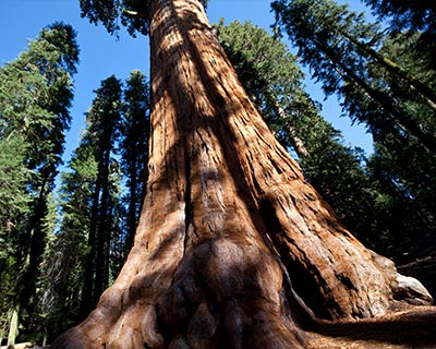 yosemite mariposa grove giant sequoia