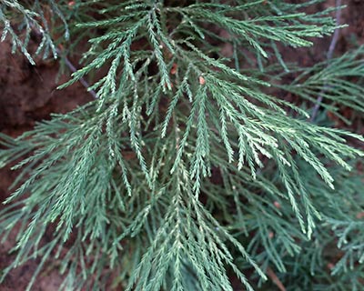 yosemite giant sequoia seedling